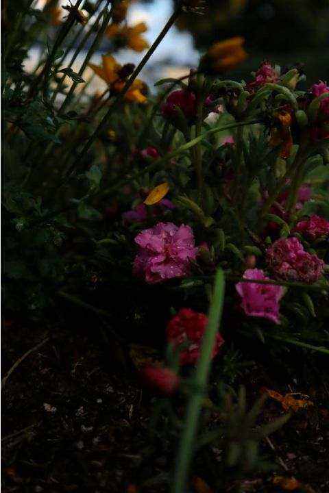 Bouquets background