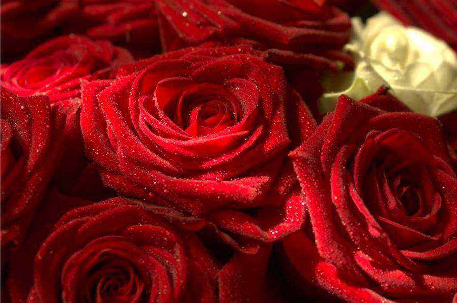 Blush rose bouquet